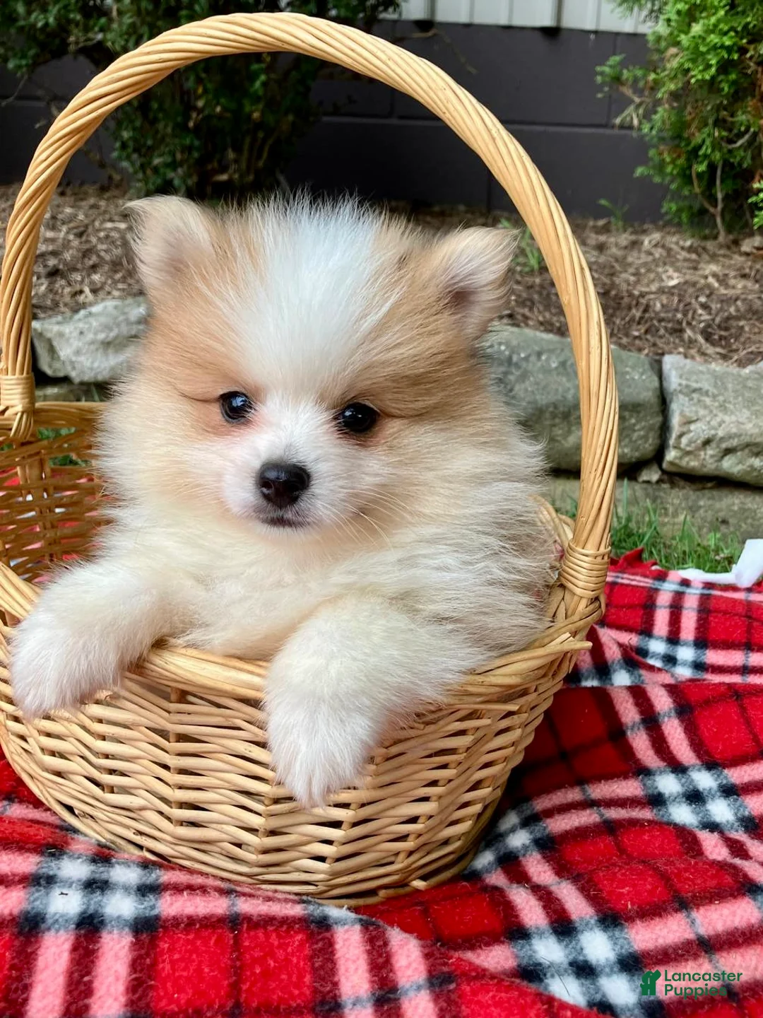 Pomeranian dogs for sale: Peanut - Ad 1