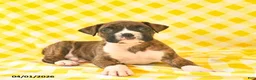 Boxer dogs for sale: Jaydon  - Ad 5