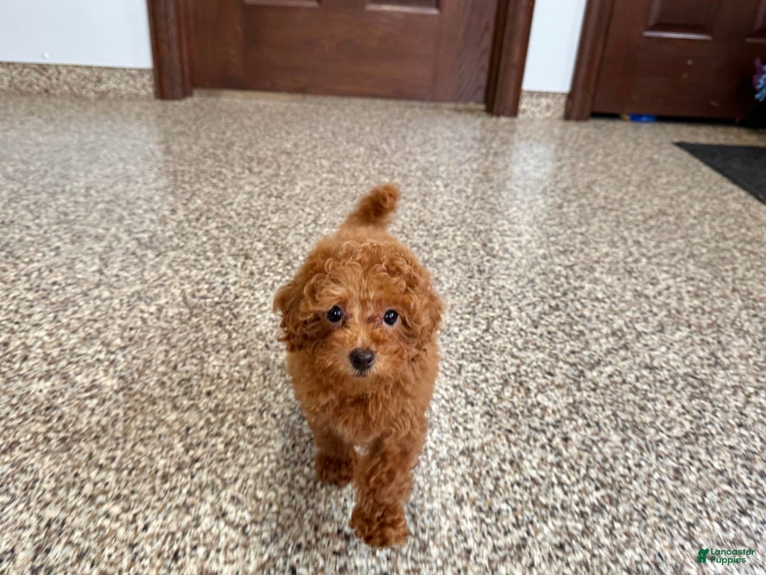 Maltipoo dogs for sale: Quinn - Ad 7