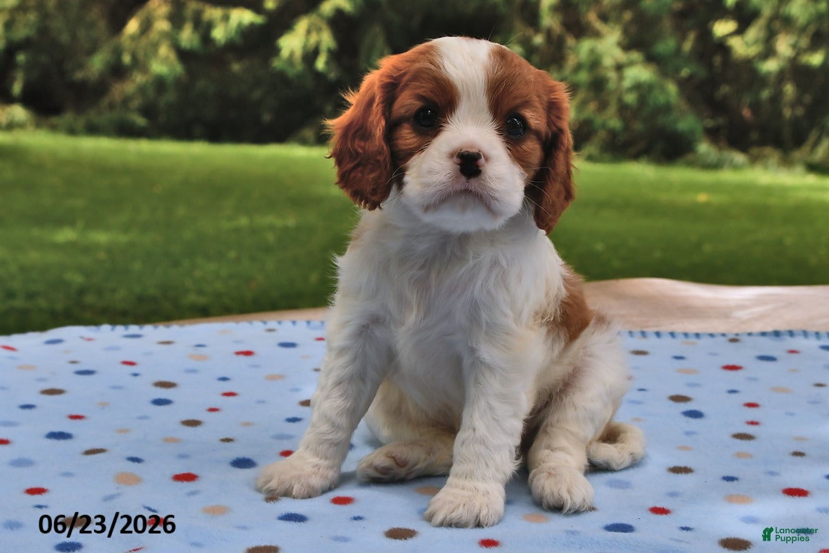 Cavalier King Charles Spaniel dogs Holly - Ad 1