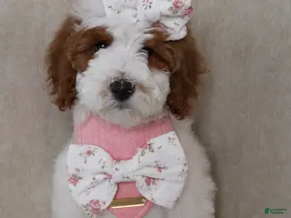 Goldendoodle dogs Ivy - Ad 29