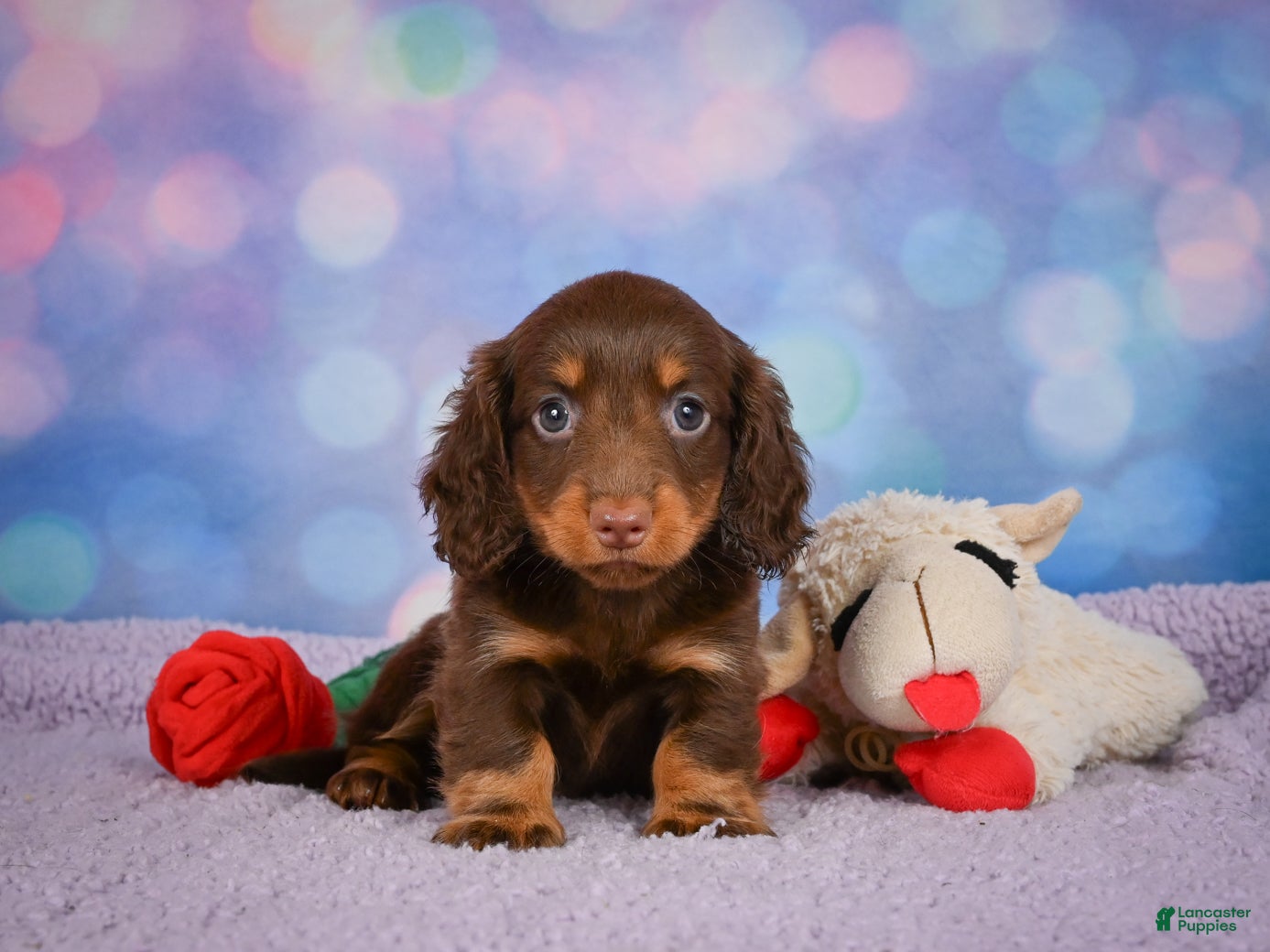 Miniature Dachshund dogs AKC JOY - Ad 1