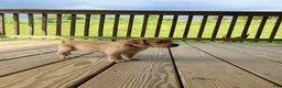 Labrador Retriever dogs for sale: Glory - Ad 3