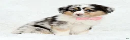 Australian Shepherd dogs for sale: Rosie - Ad 3