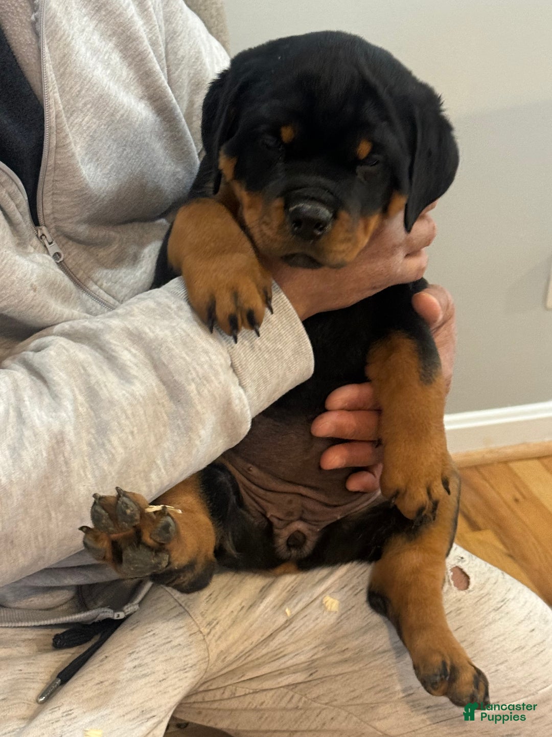Rottweiler dogs for sale: Rottweiler Puppy 2 - Ad 1