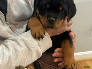 Rottweiler dogs for sale: Rottweiler Puppy 2 - Ad 1