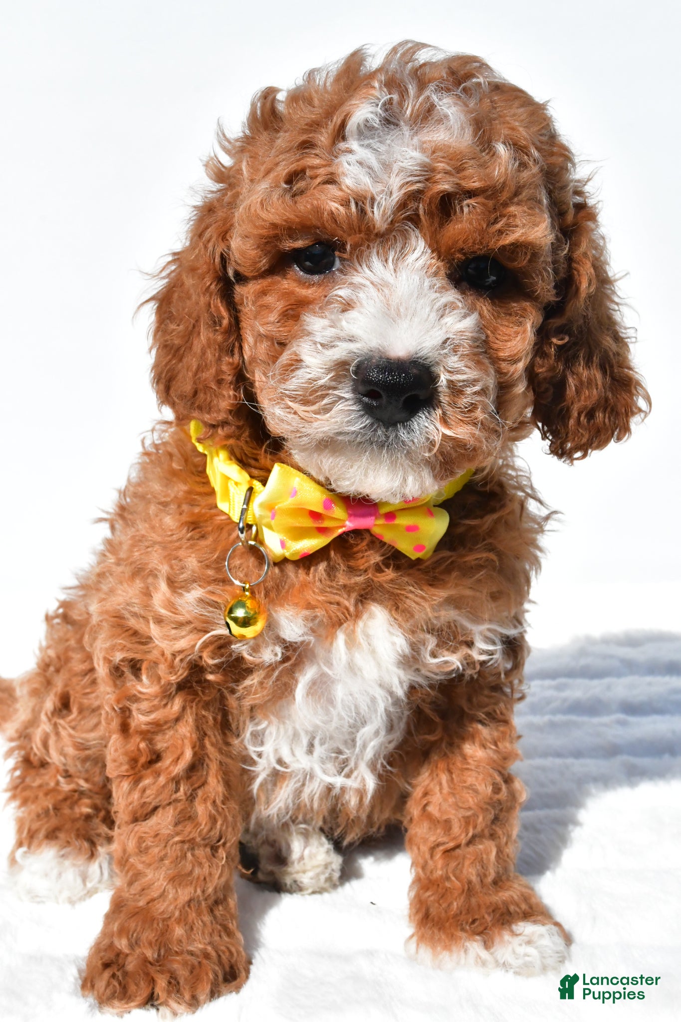 Miniature Poodle dogs for sale: Sheldon - Ad 7