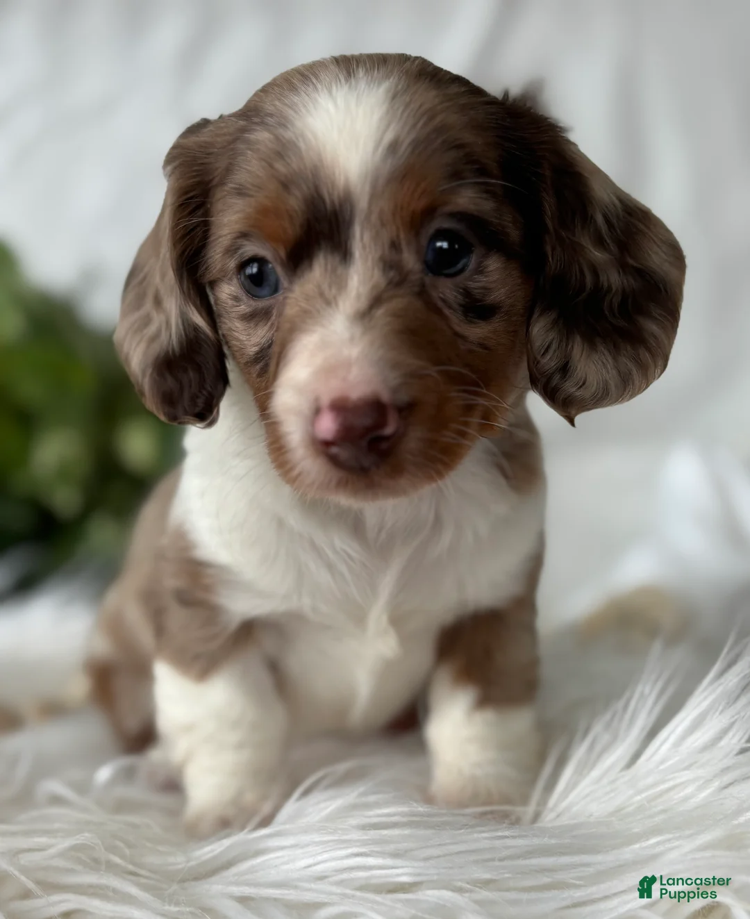 Miniature Dachshund dogs for sale: Special Baby Miniature Dachshund  - Ad 19