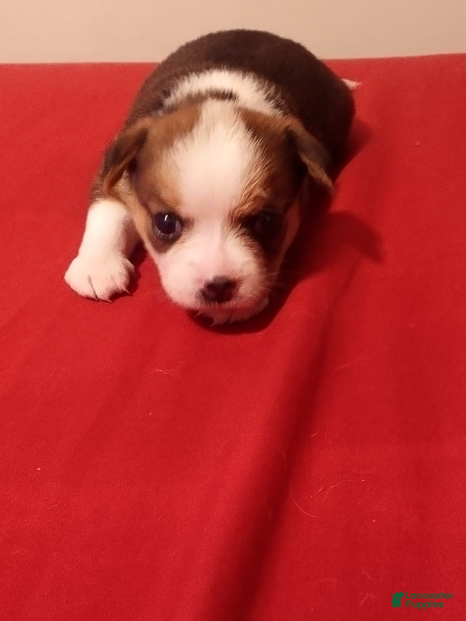 Mixed Breed dogs Mixed Breed 1 - Ad 36