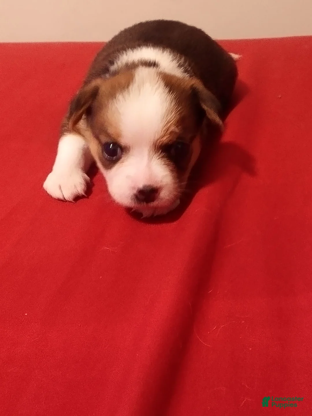 Mixed Breed dogs for sale: Mixed Breed 1 - Ad 1