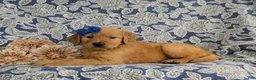 Golden Retriever dogs for sale: Zahara AKC Reg - Ad 4