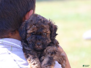 Toy Poodle dogs Theodore - Ad 9