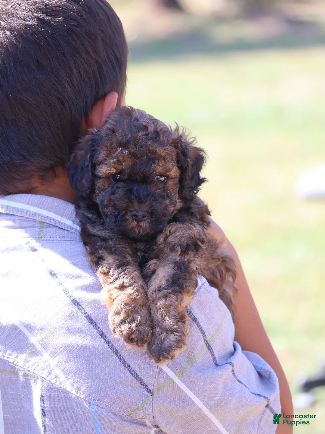 Toy Poodle dogs for sale: Theodore - Ad 5