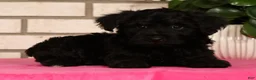 Yorkiepoo dogs for sale: Ender - Ad 8