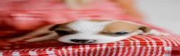 Jack Russell Terrier dogs for sale: Jack Russell Terrier 5 - Ad 9
