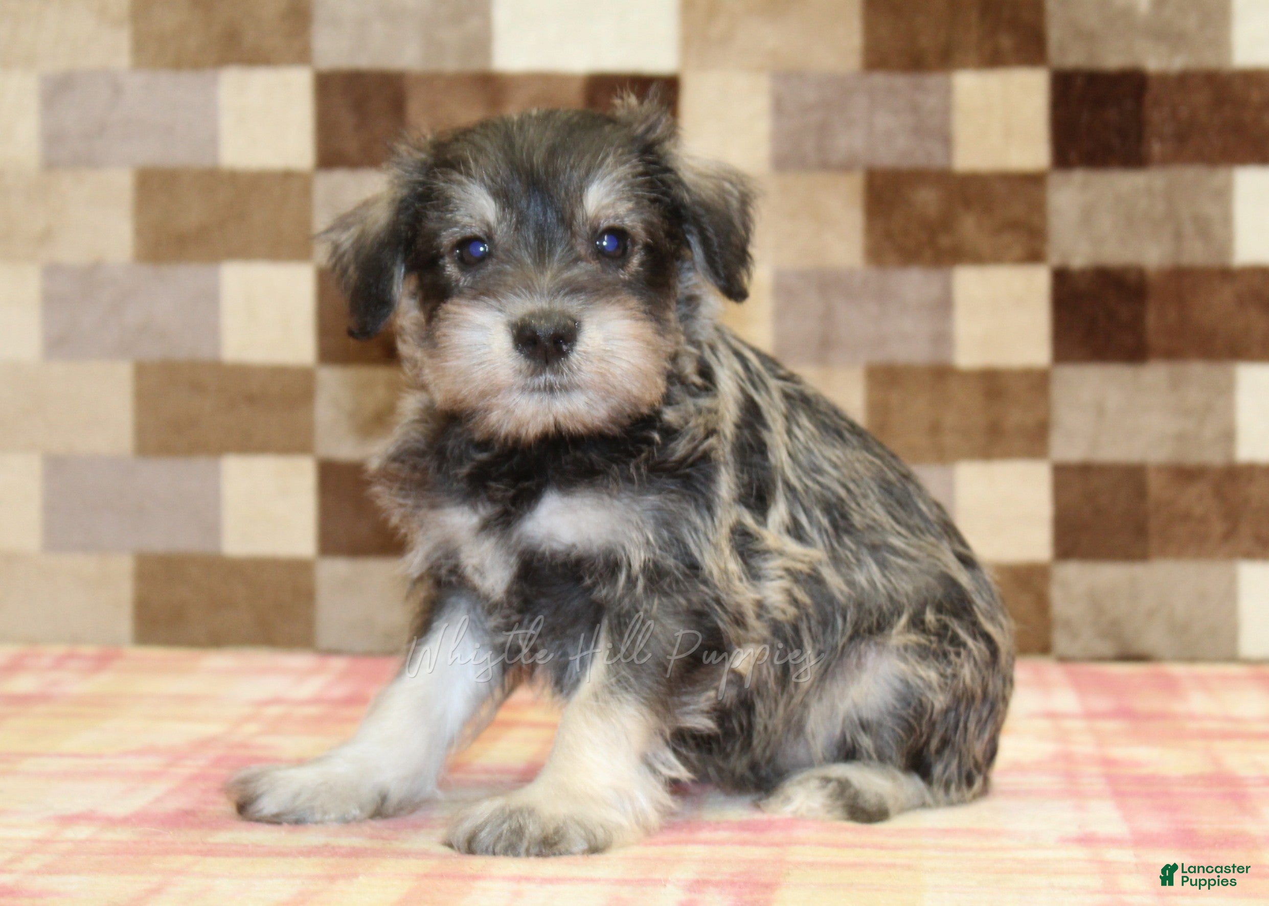 Miniature Schnauzer dogs Elmo - Ad 1