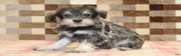 Miniature Schnauzer dogs for sale: Elmo - Ad 1