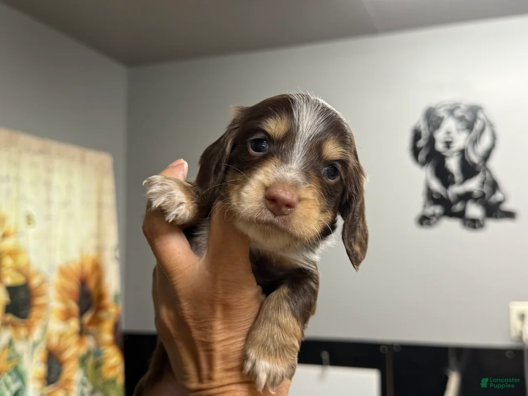 Miniature Dachshund dogs for sale: Brownie - Ad 1