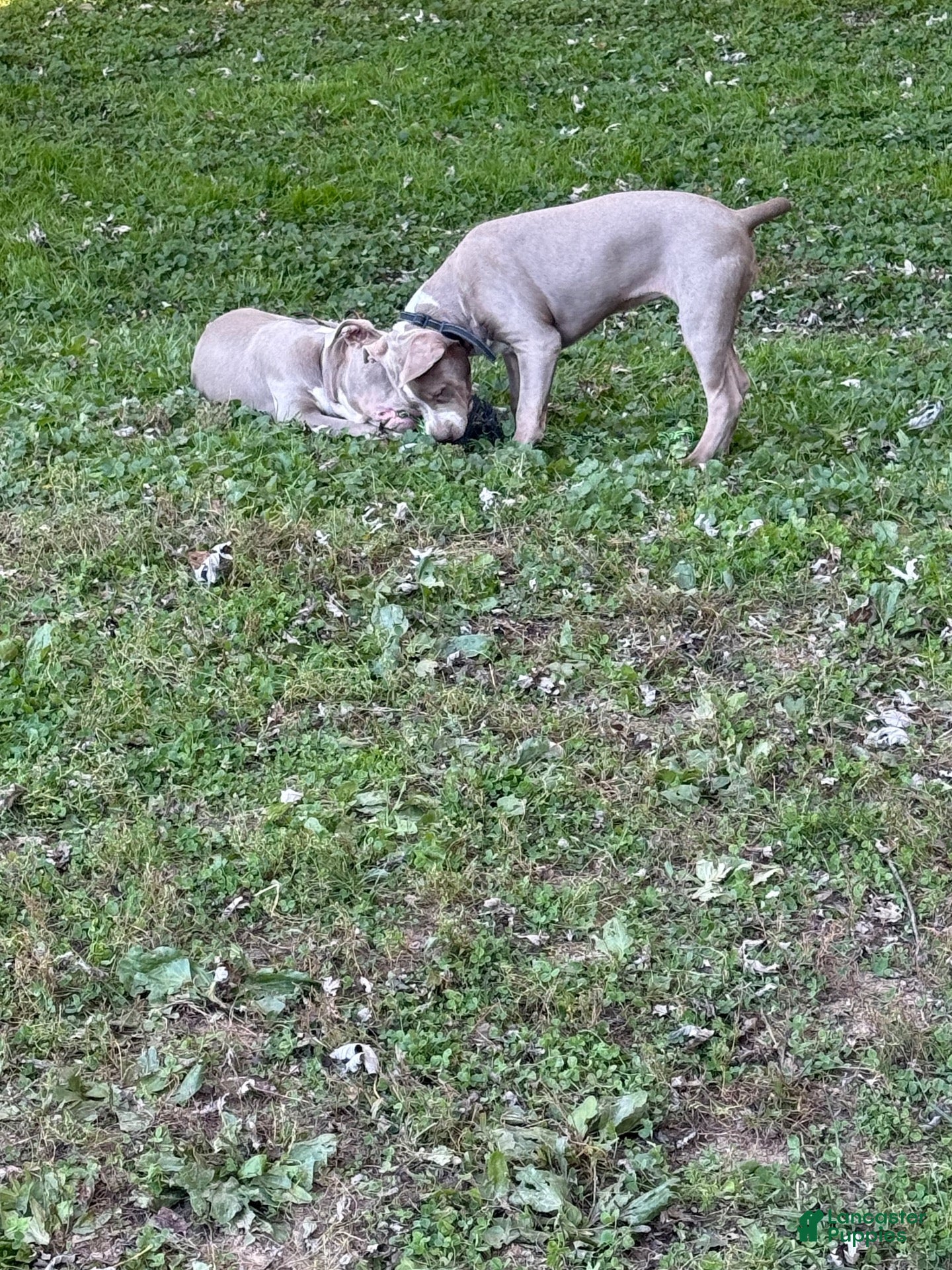 American Bully dogs for sale: American Bully 1 - Ad 2