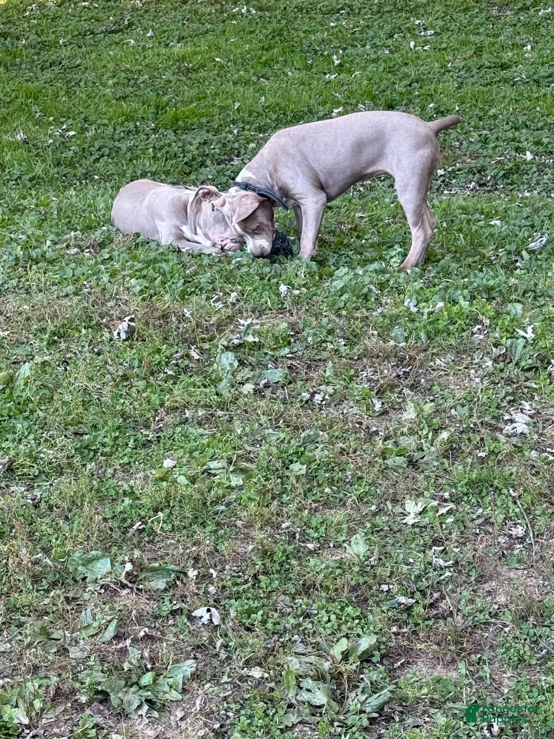 American Bully dogs for sale: American Bully 1 - Ad 2