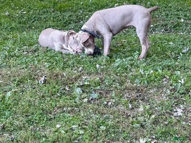 American Bully dogs for sale: American Bully 1 - Ad 2