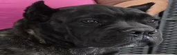 Cane Corso dogs for sale: Orange Girl - Ad 3