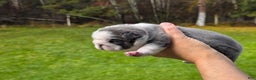French Bulldog dogs for sale: Sven- a Blue Big Rope Frenchie - Ad 5