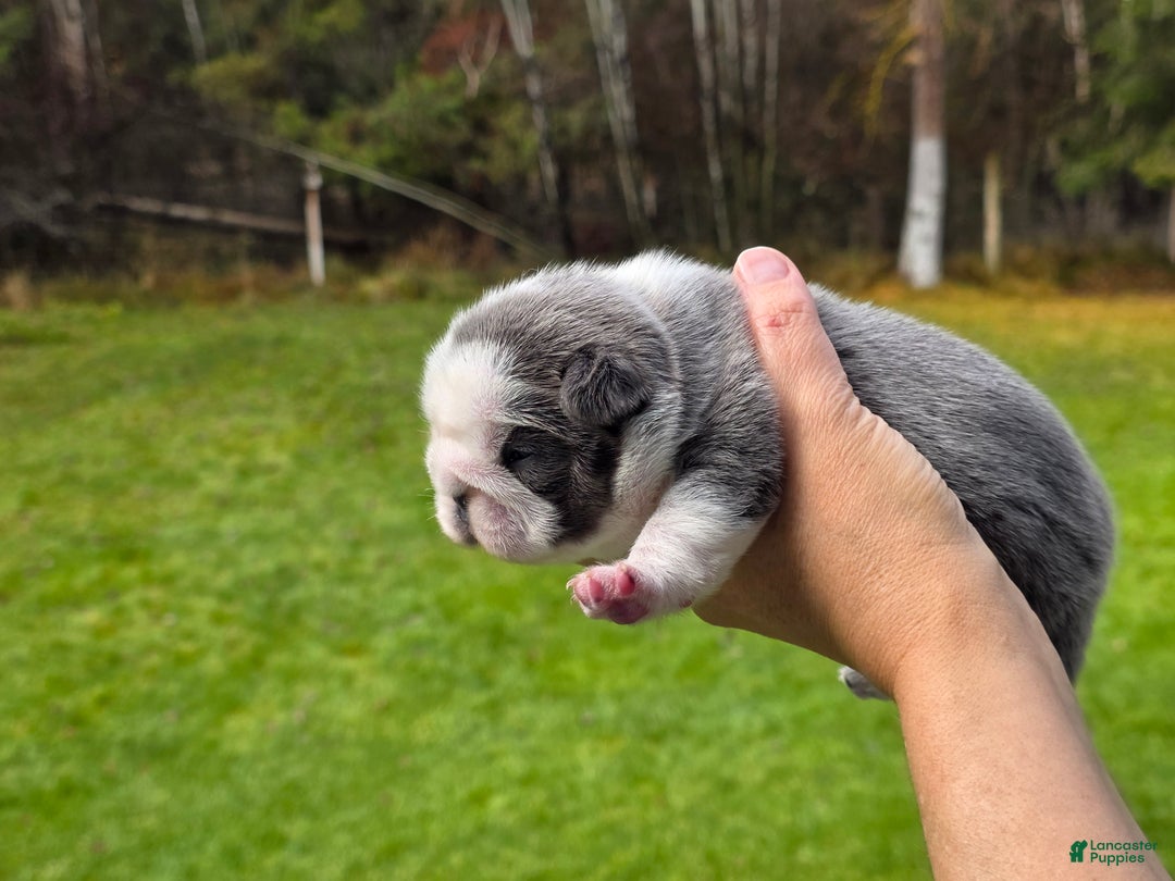 French Bulldog dogs for sale: Sven- a Blue Big Rope Frenchie - Ad 5