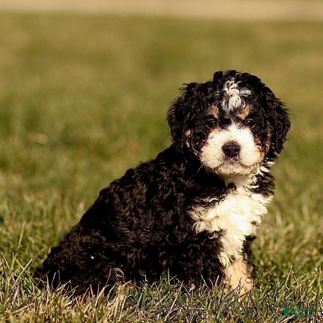 Mini Bernedoodle dogs Hazel - Ad 42