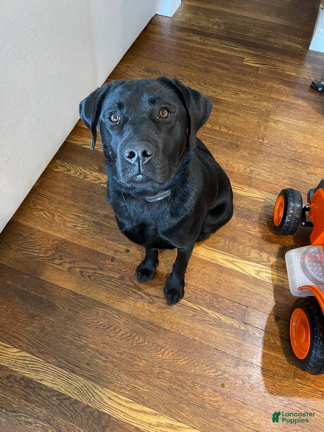 Labrador Retriever dogs for stud: Otso King of the Forest- Bear  - Ad 4