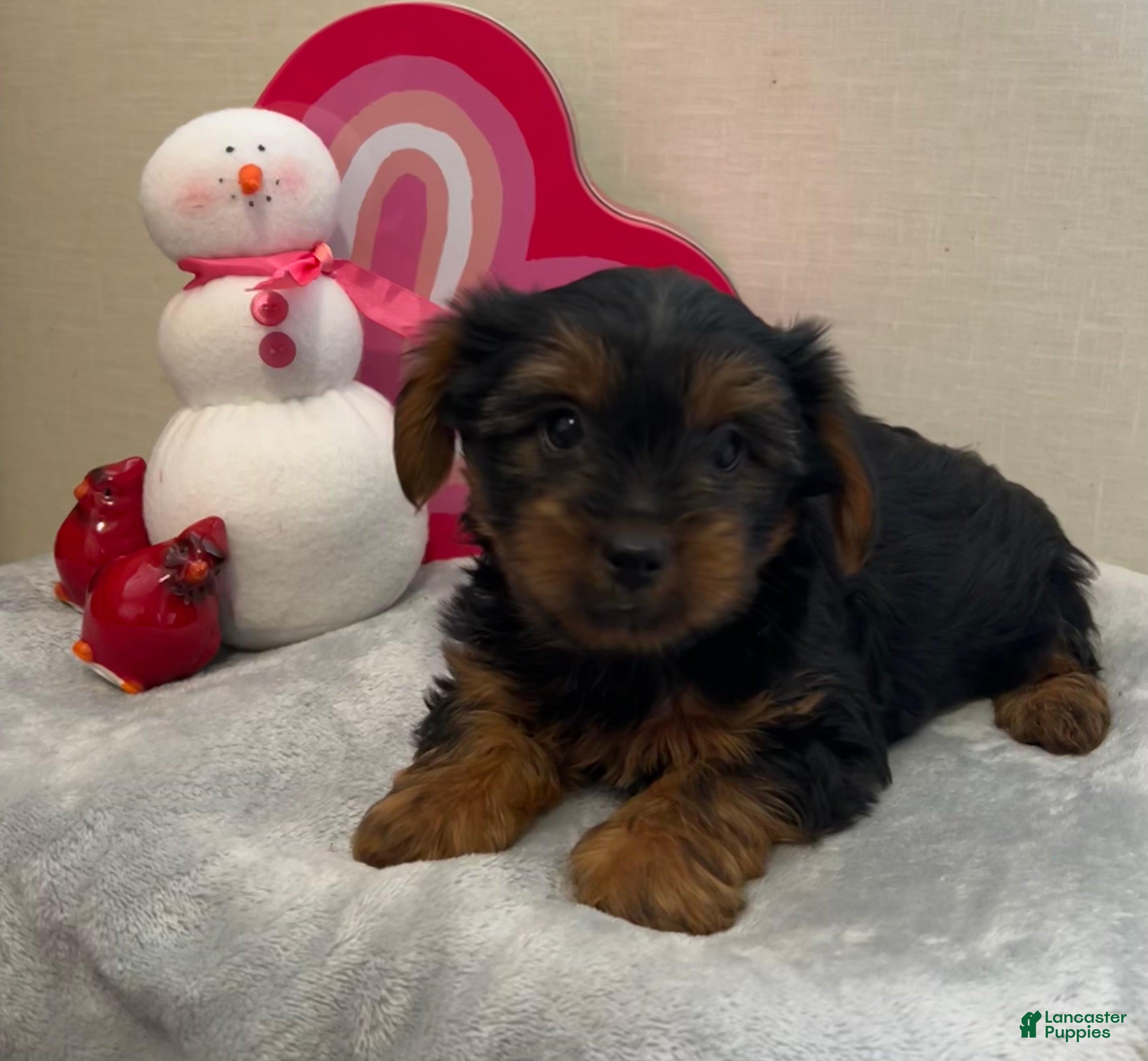 Yorkshire Terrier dogs Liam - Ad 7