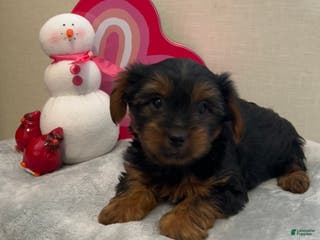 Yorkshire Terrier dogs Liam - Ad 12