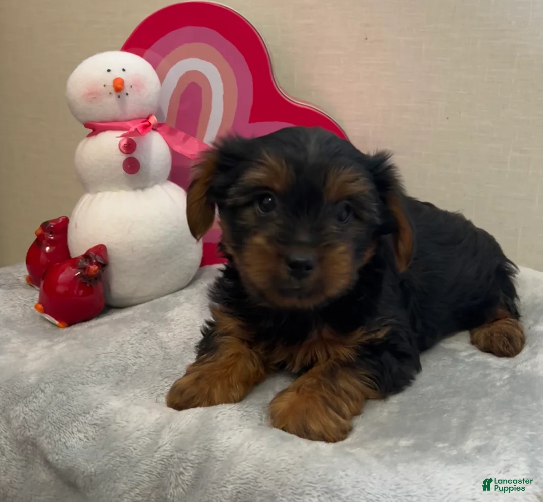 Yorkshire Terrier dogs for sale: Liam - Ad 1