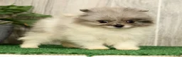 Pomeranian dogs for sale: Lucy - Ad 6