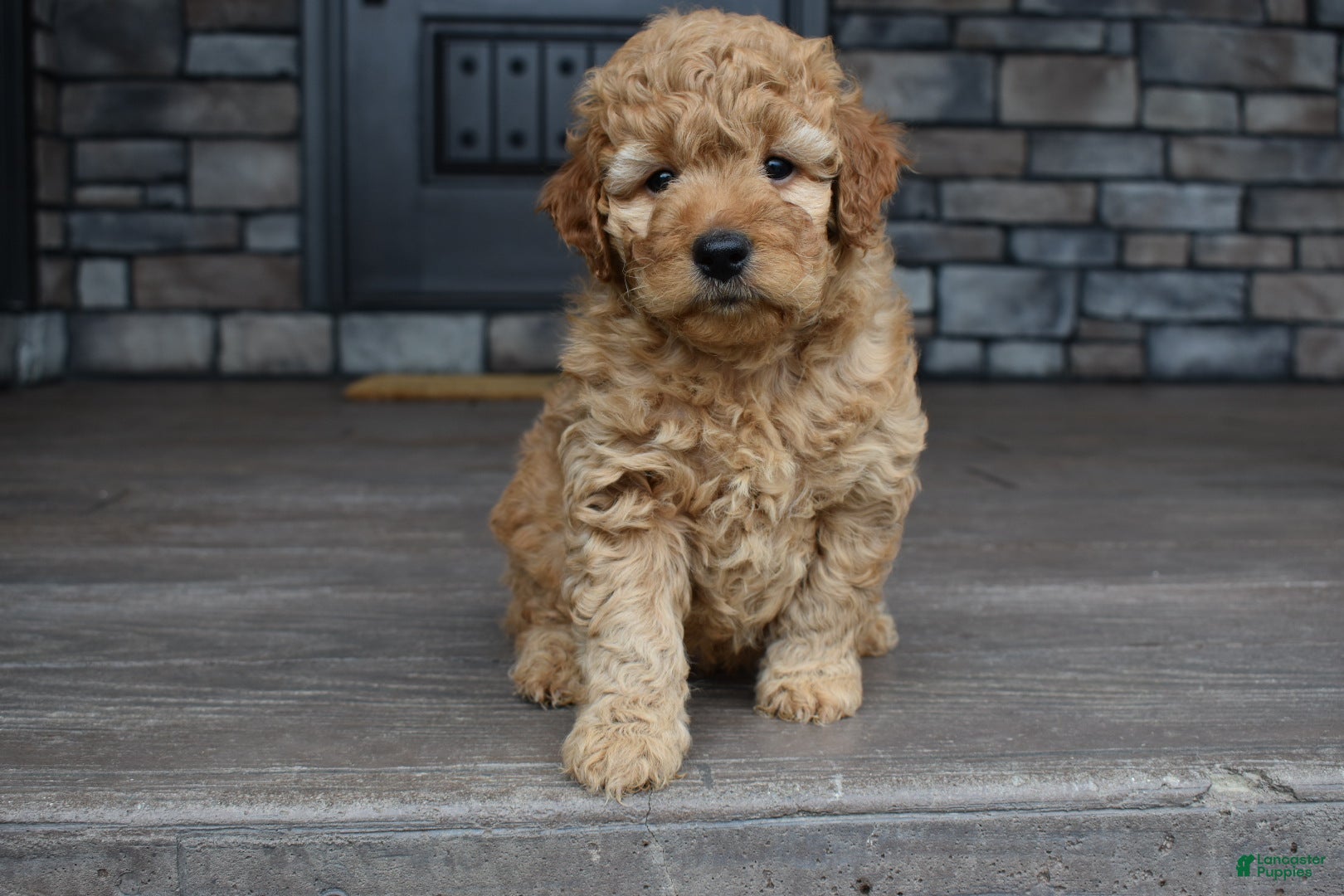 Mini Goldendoodle dogs Hunter - Ad 2