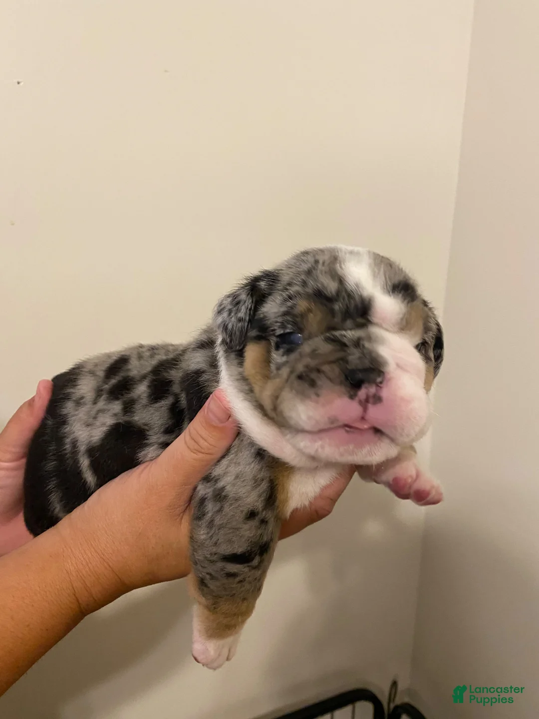 English Bulldog dogs for sale: Reggie - Ad 3