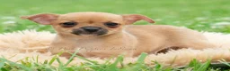 Chihuahua dogs for sale: Cortez - Ad 3