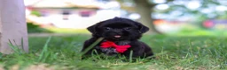 Shih Tzu dogs for sale: Finn - Ad 3