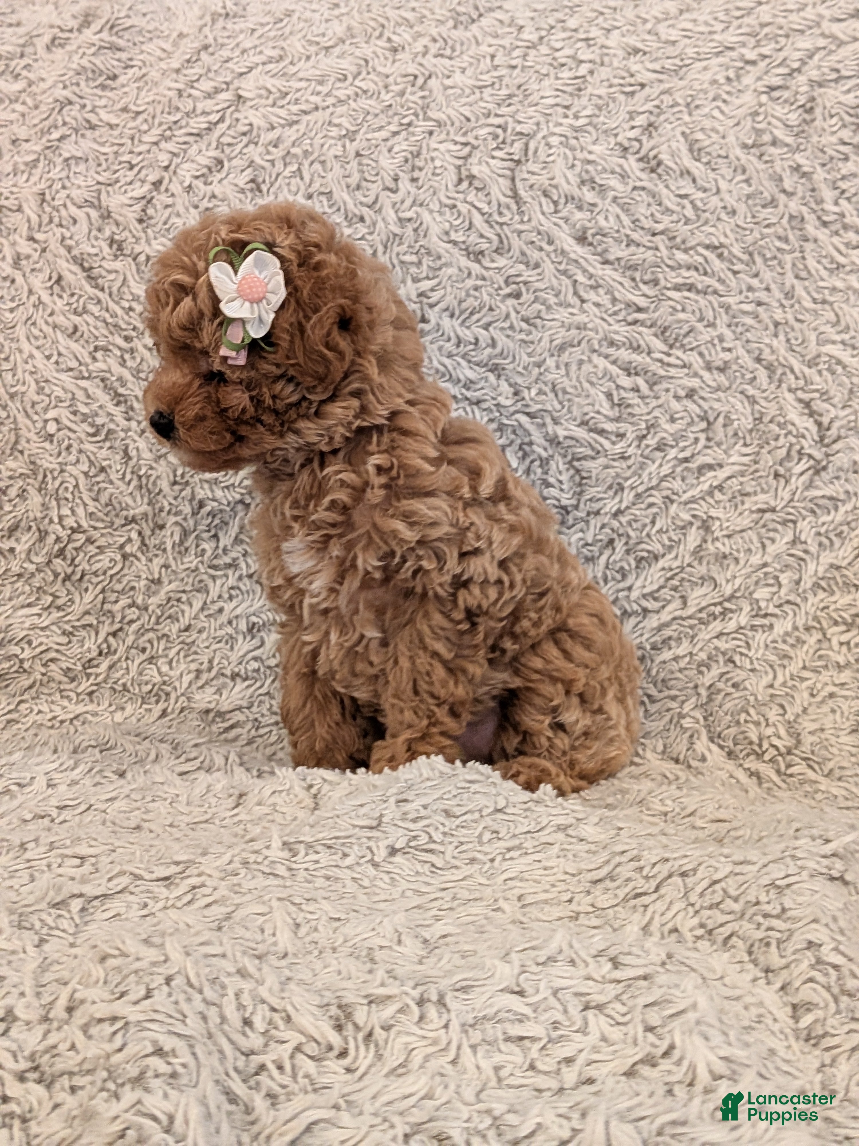 Toy Poodle dogs Peppa - Ad 1