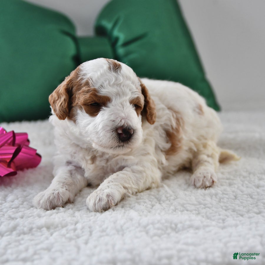 Mini Goldendoodle dogs Fiona - Ad 42