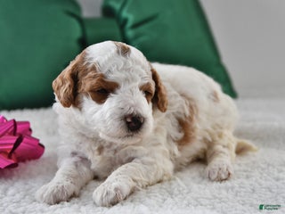 Mini Goldendoodle dogs Fiona - Ad 3
