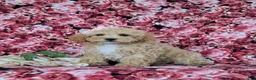 Bichpoo dogs for sale: Rori 9 lbs Full Grown - Ad 2