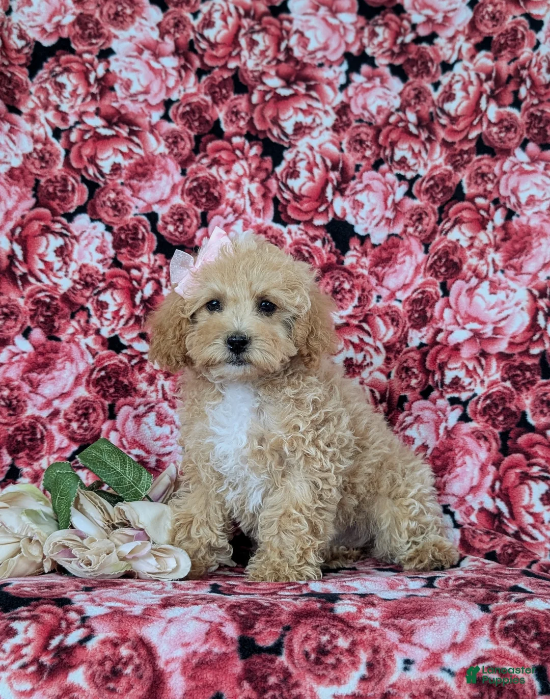 Bichpoo dogs for sale: Rori 9 lbs Full Grown - Ad 2