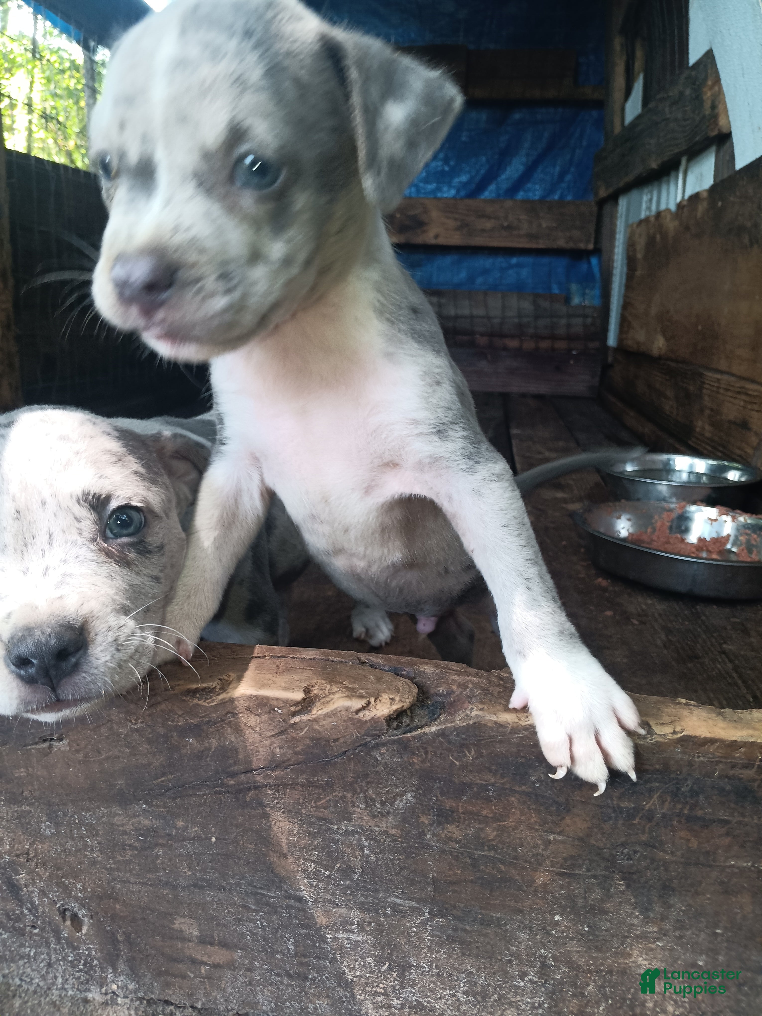 American Bully dogs for sale: American Bully 2 - Ad 3
