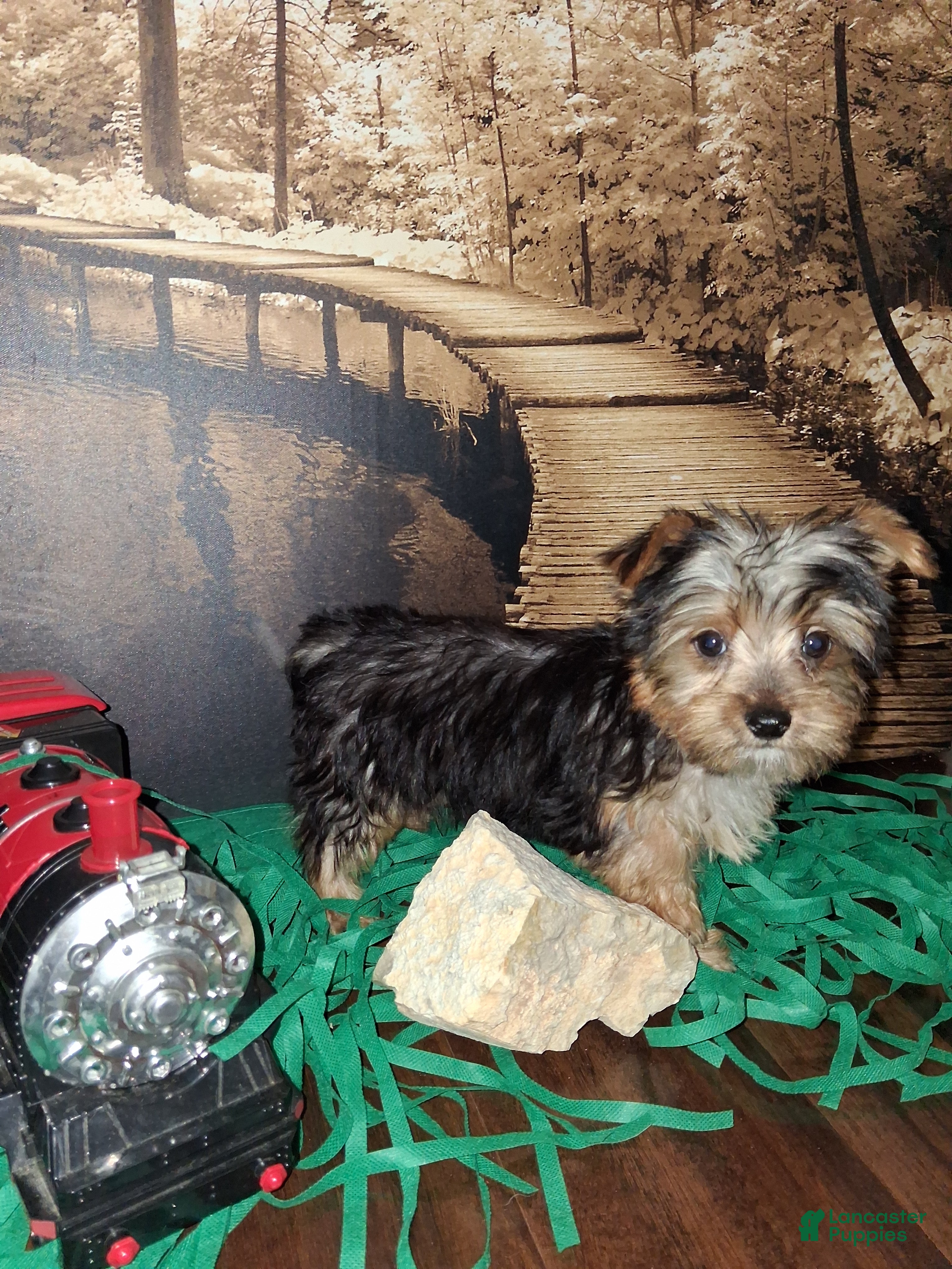 Yorkshire Terrier dogs Yorkie boy  - Ad 1
