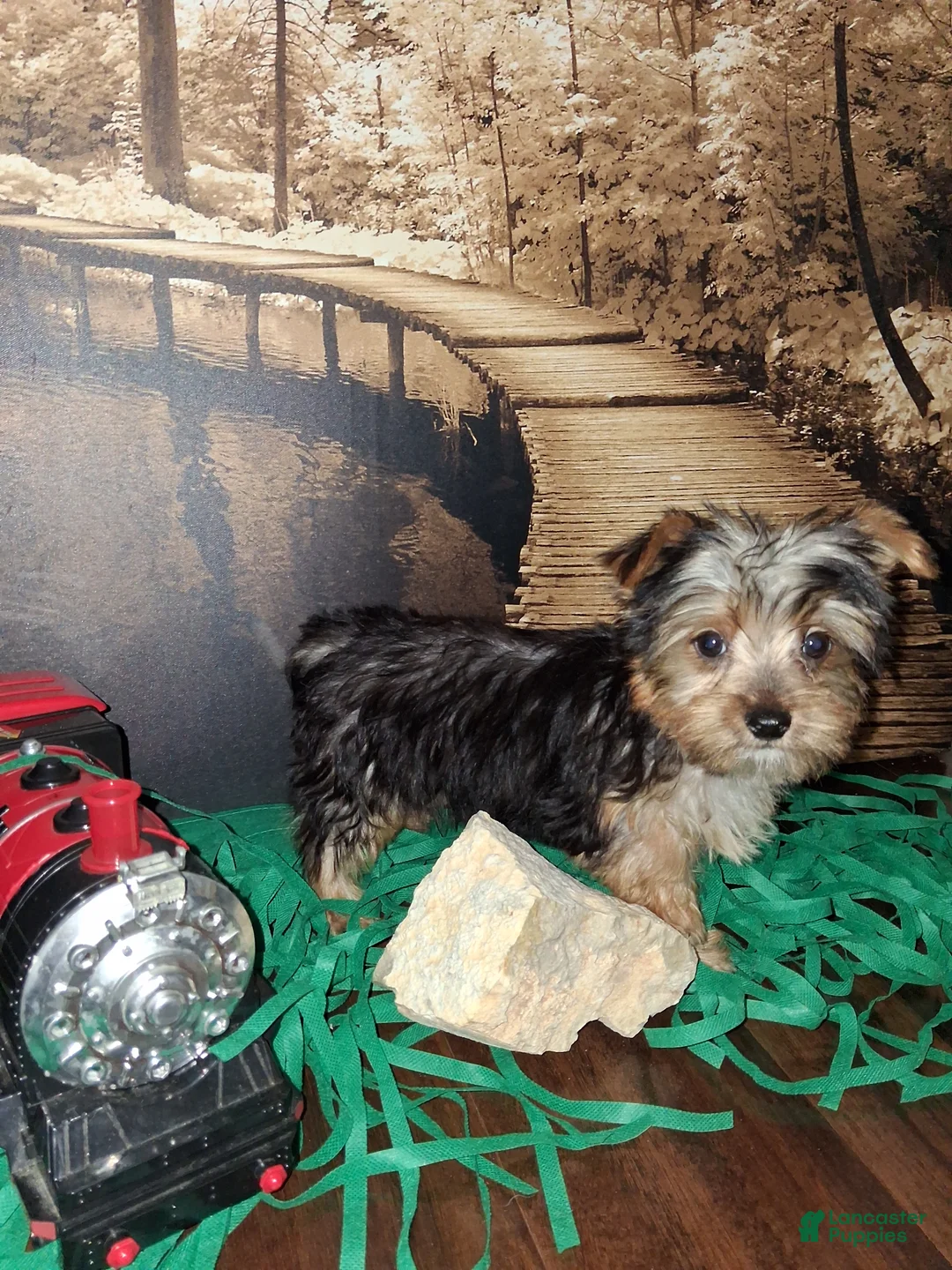 Yorkshire Terrier dogs for sale: Yorkie boy  - Ad 1