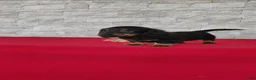Miniature Dachshund dogs for sale: Tyler - Ad 3