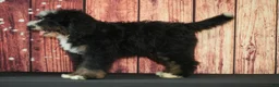 Bernedoodle dogs for sale: Camden F1 - Ad 3