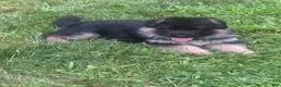 German Shepherd dogs for sale: German Shepherd Blue Collar Male Pick of Liter! - Ad 1