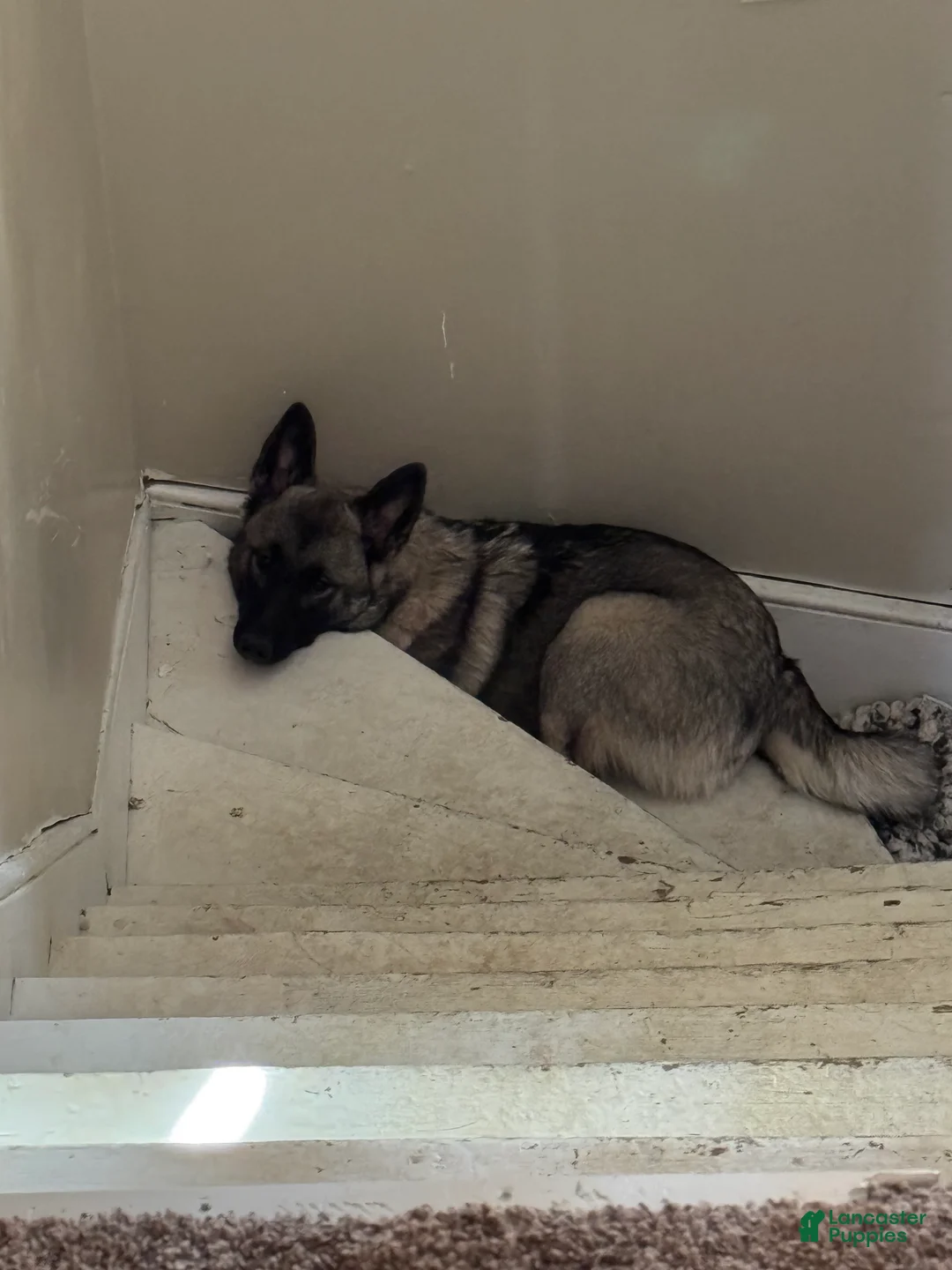 Norwegian Elkhound dogs for sale: Norwegian Elkhound Puppy 1 - Ad 1